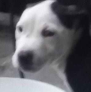 Meet your Posher, Travis